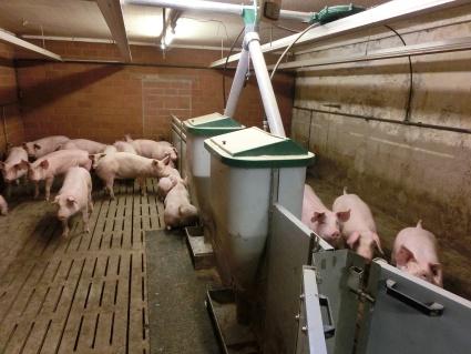 varkens aan topfeeder 280 Liter
